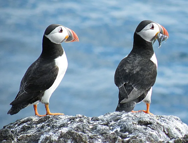 Puffins at Lovund