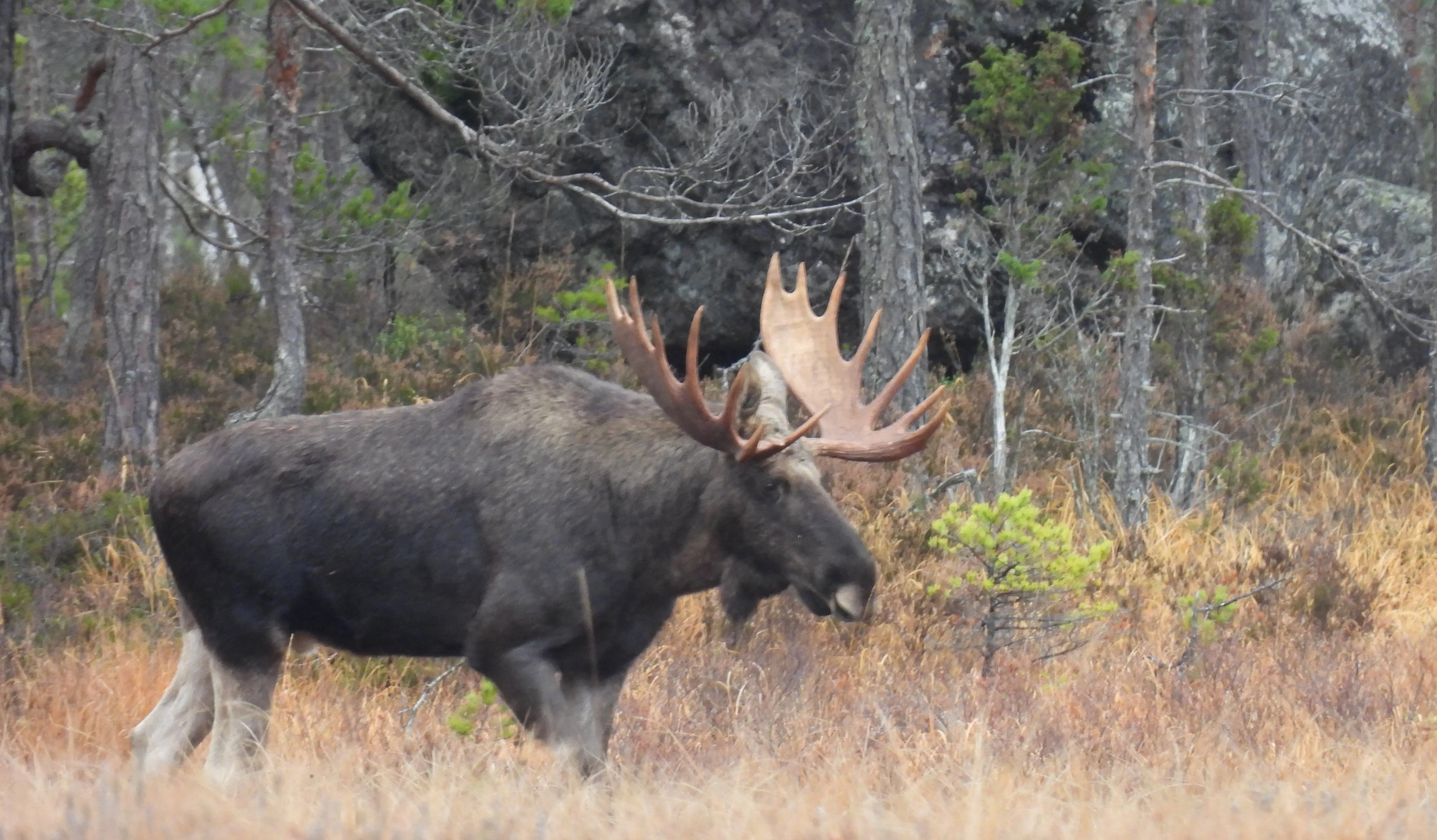 Bull moose in the forest - commonly known as King of the Woods