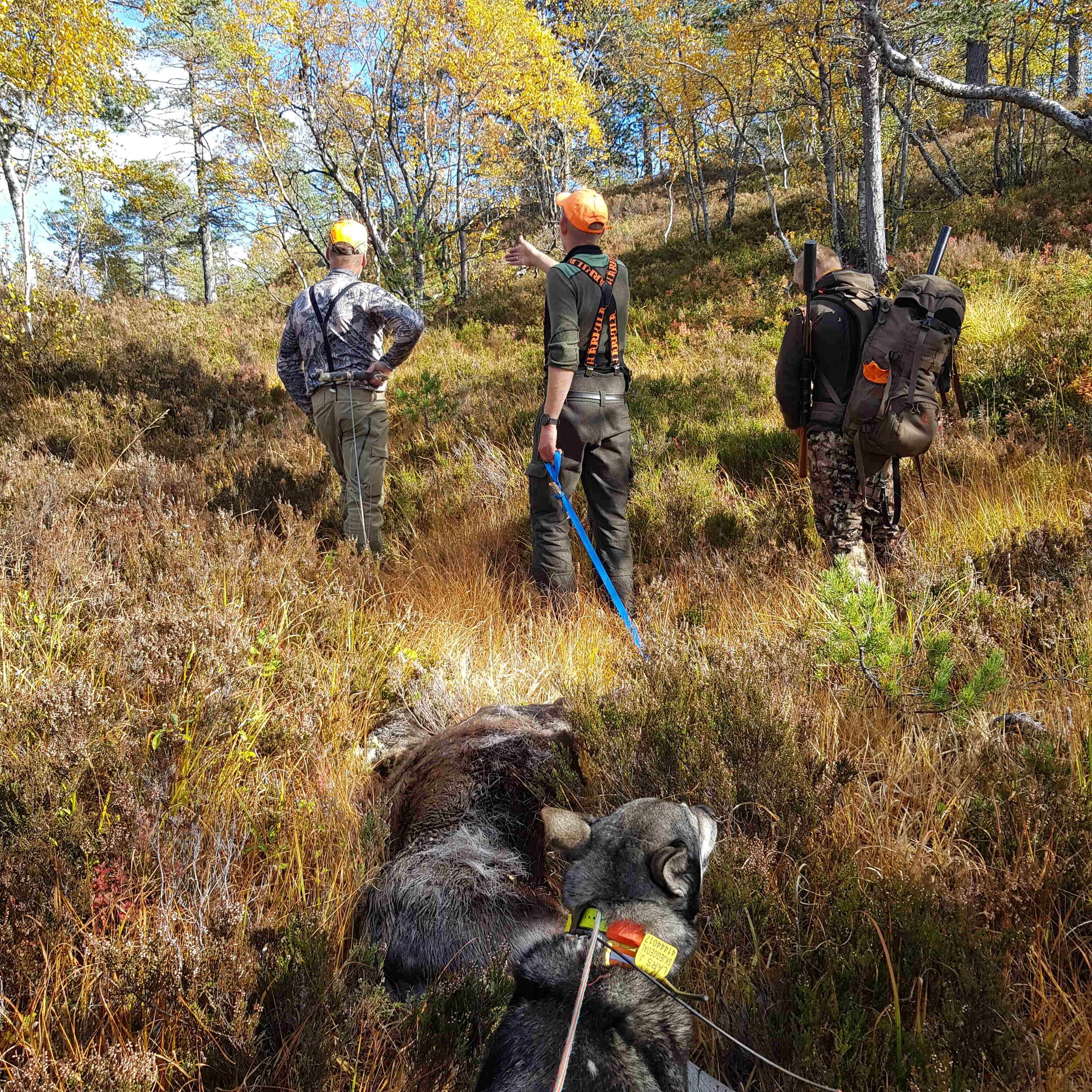 Autumn scene in Mykland