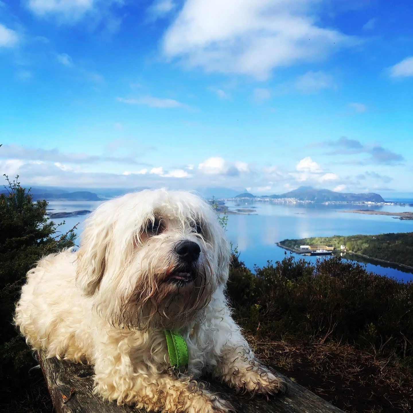 Fluffy white dog overlooking the fjord landscape