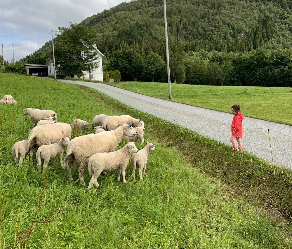 A flock of sheep grazes in a grassy ditch beside a rural road, while a child in a red jacket stands nearby in Tennfjord