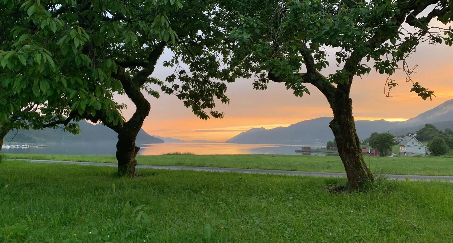 Golden sunset reflecting on the fjord in Tennfjord, framed by leafy trees and a grassy field